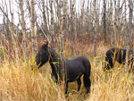 Paarden in het bos