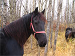 Paarden in het bos
