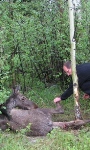 Kees bevrijdt gewond moose uit prikkeldraad, in de Rocky Mountains.